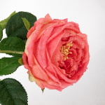 Austin Rose