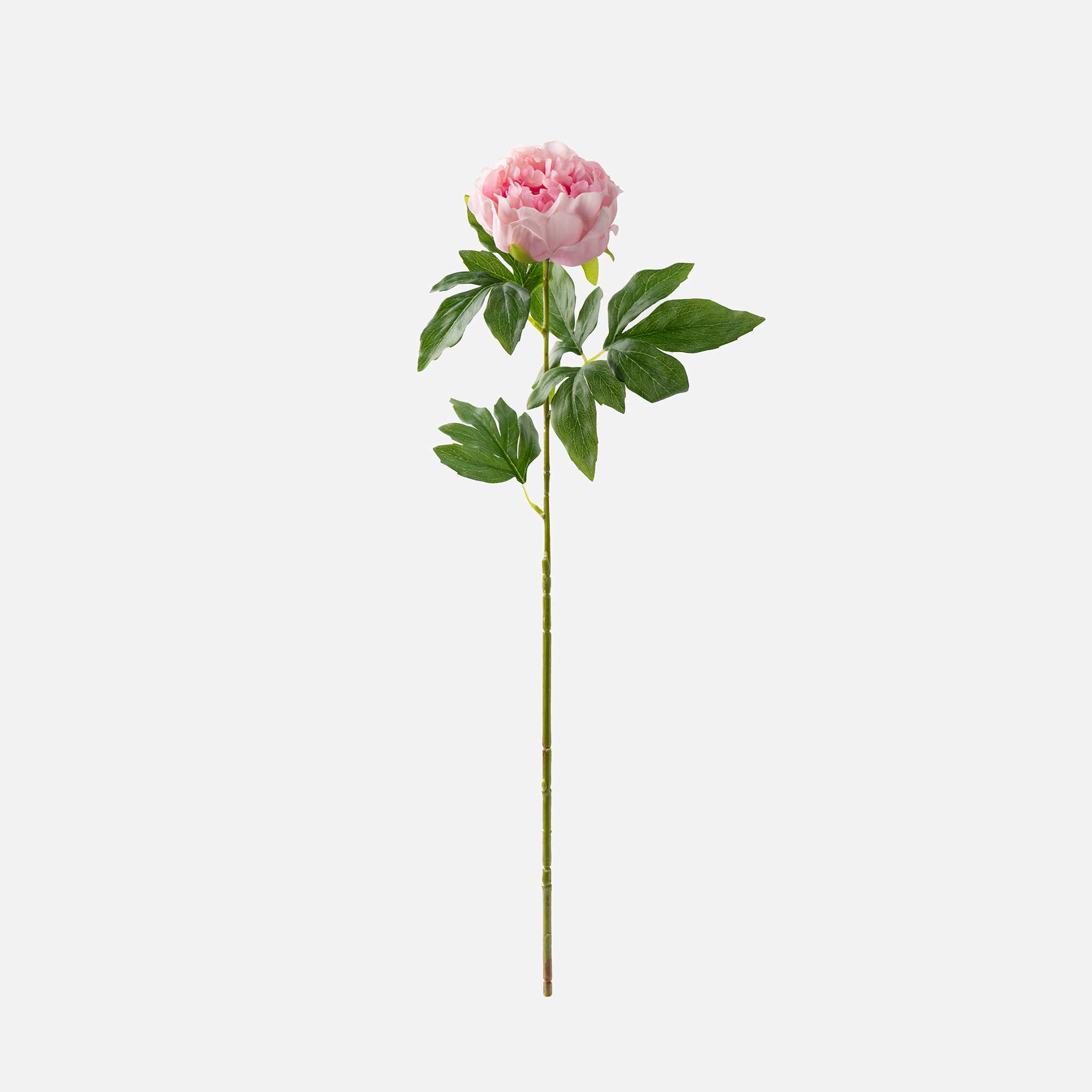 单枝手感牡丹