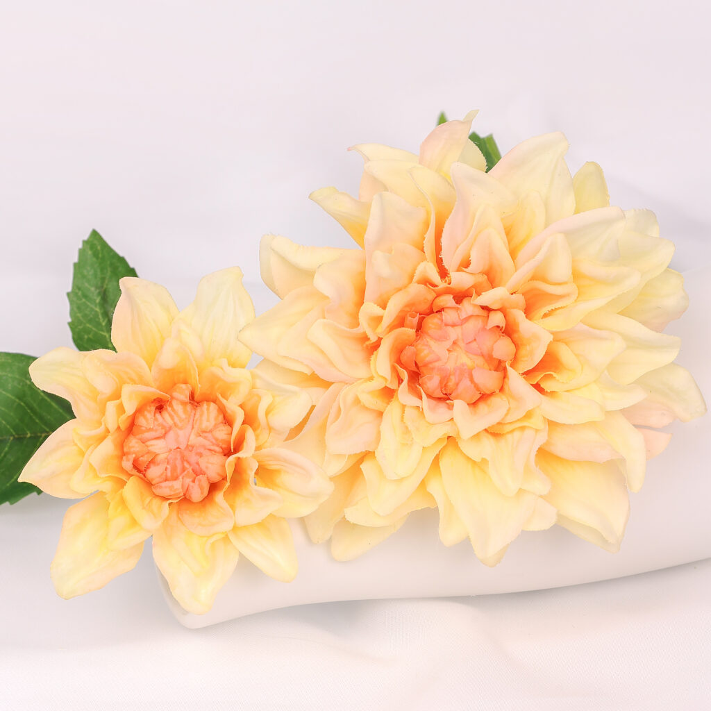 2-Head Sheeran Dahlia