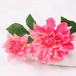 2-Head Sheeran Dahlia